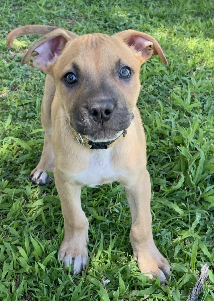 Enlarge Bert, an adopted mixed breed in Gilbert, AZ image 1/3