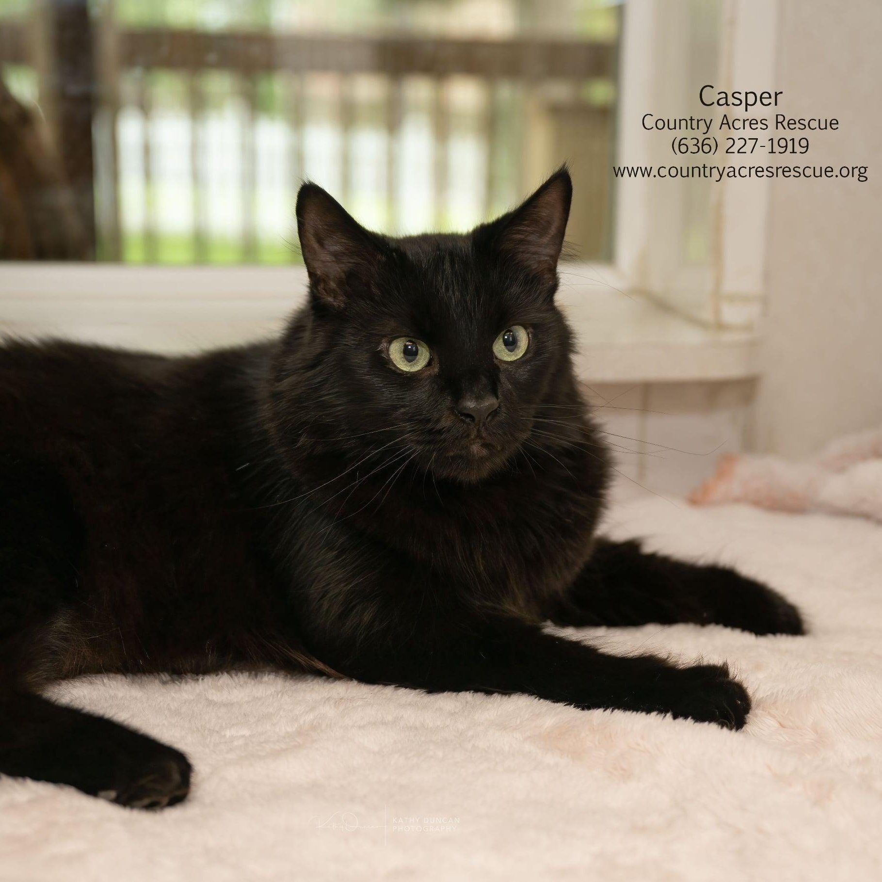 Casper, an adopted Domestic Medium Hair in Manchester, MO image 3/3