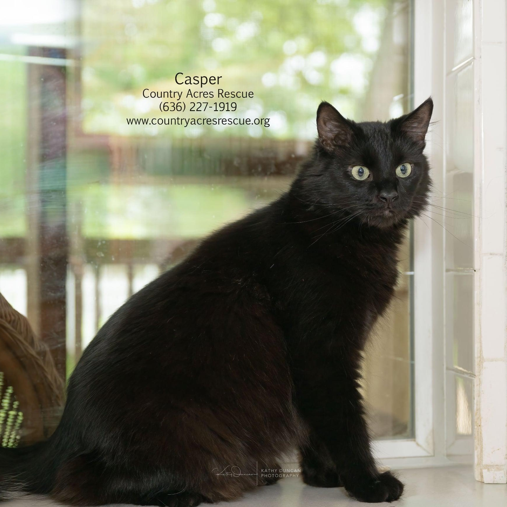 Casper, an adopted Domestic Medium Hair in Manchester, MO image 2/3