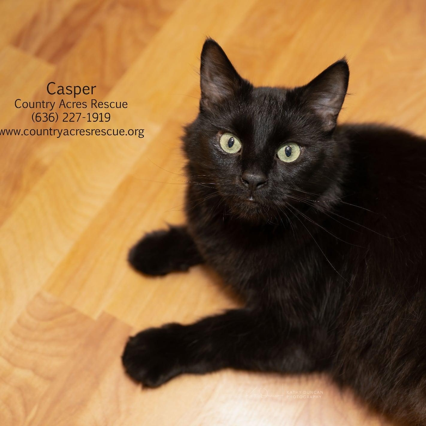 Casper, an adopted Domestic Medium Hair in Manchester, MO image 1/3