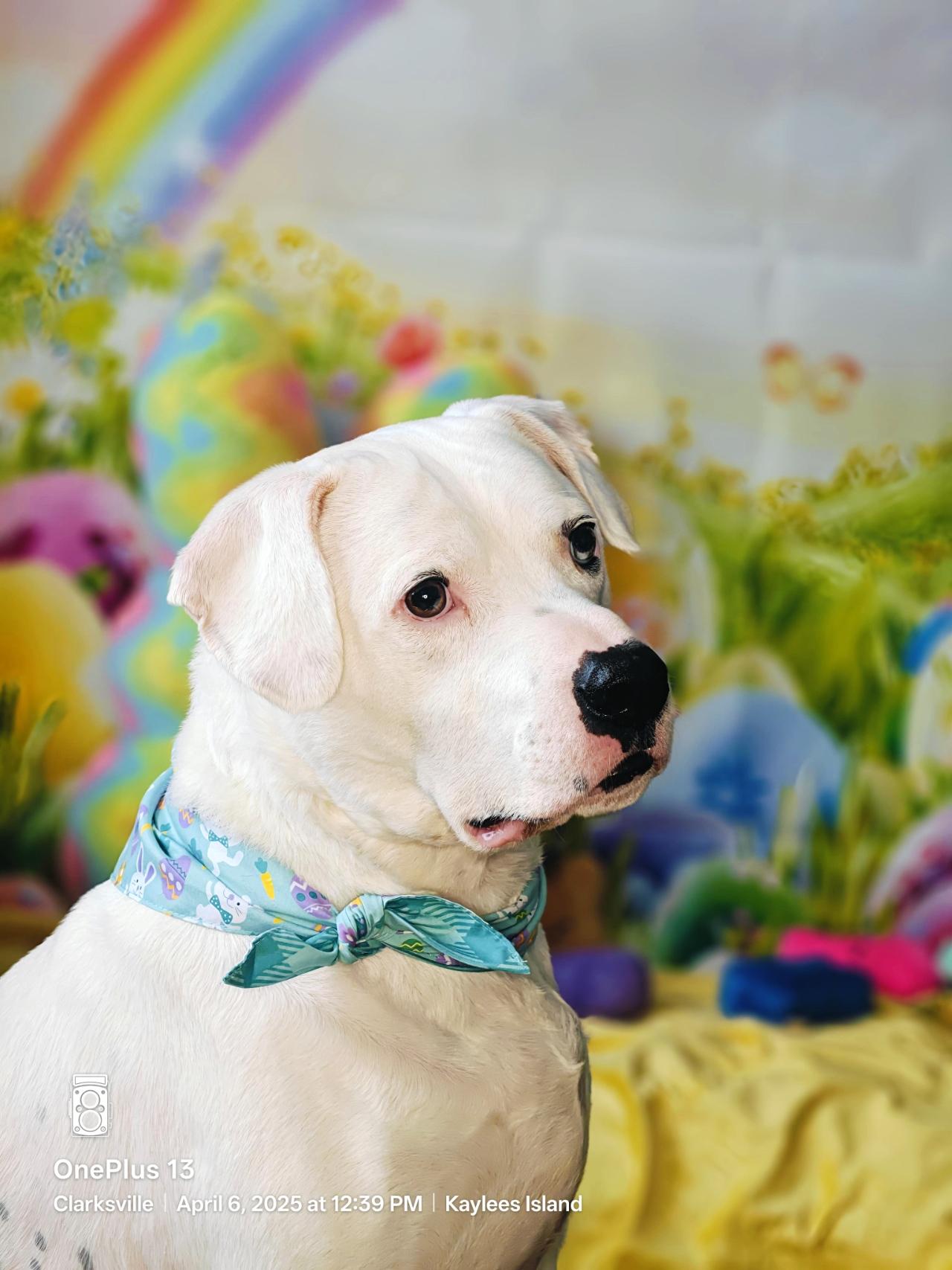 Richard, an adoptable Pit Bull Terrier in CLARKSVILLE, TN, 37042 | Photo Image 1