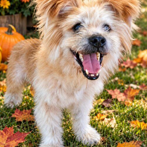 Enlarge Leon, a Adoptable mixed breed in Lincolnshire, IL image 2/2