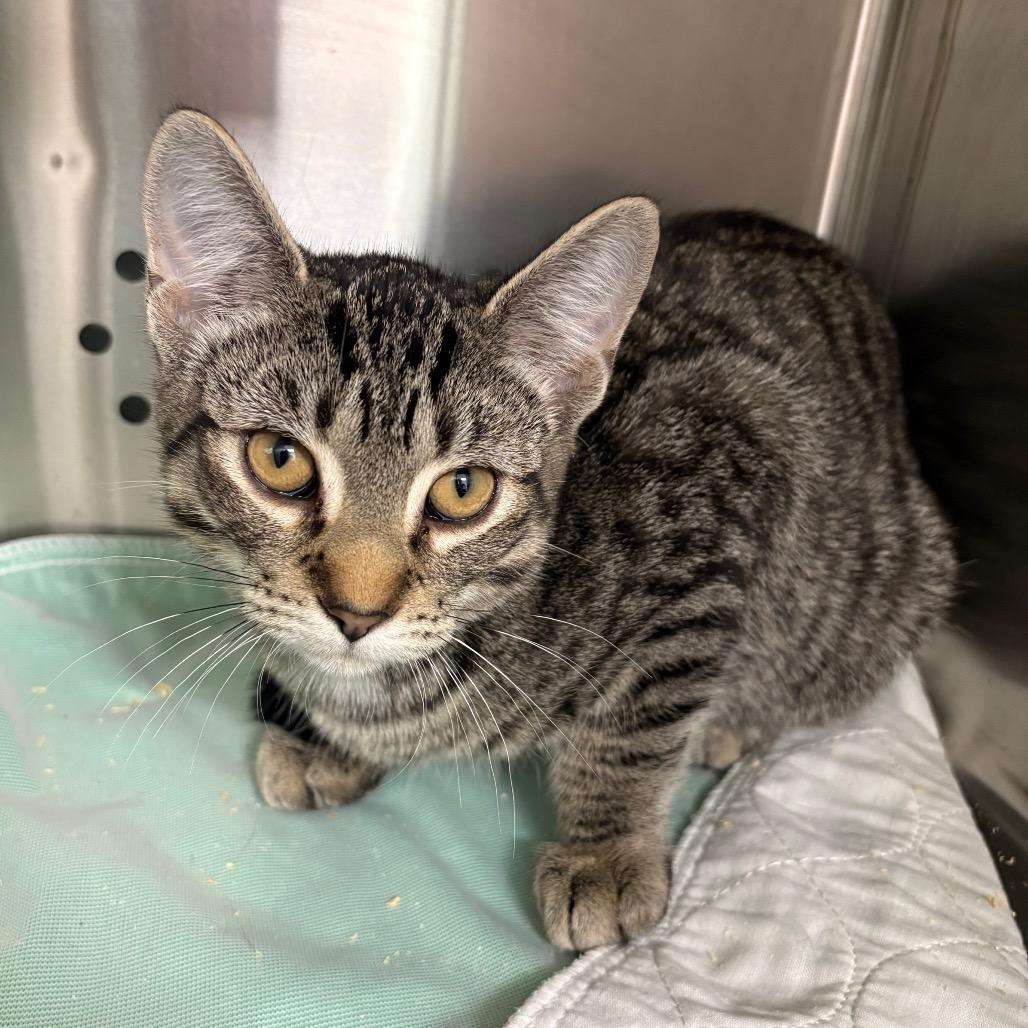 Ola, Adoptable, Kitten Male Domestic Short Hair.