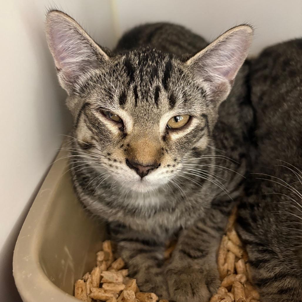 Ola, a Adoptable Domestic Short Hair in Saskatoon, SK image 2/2