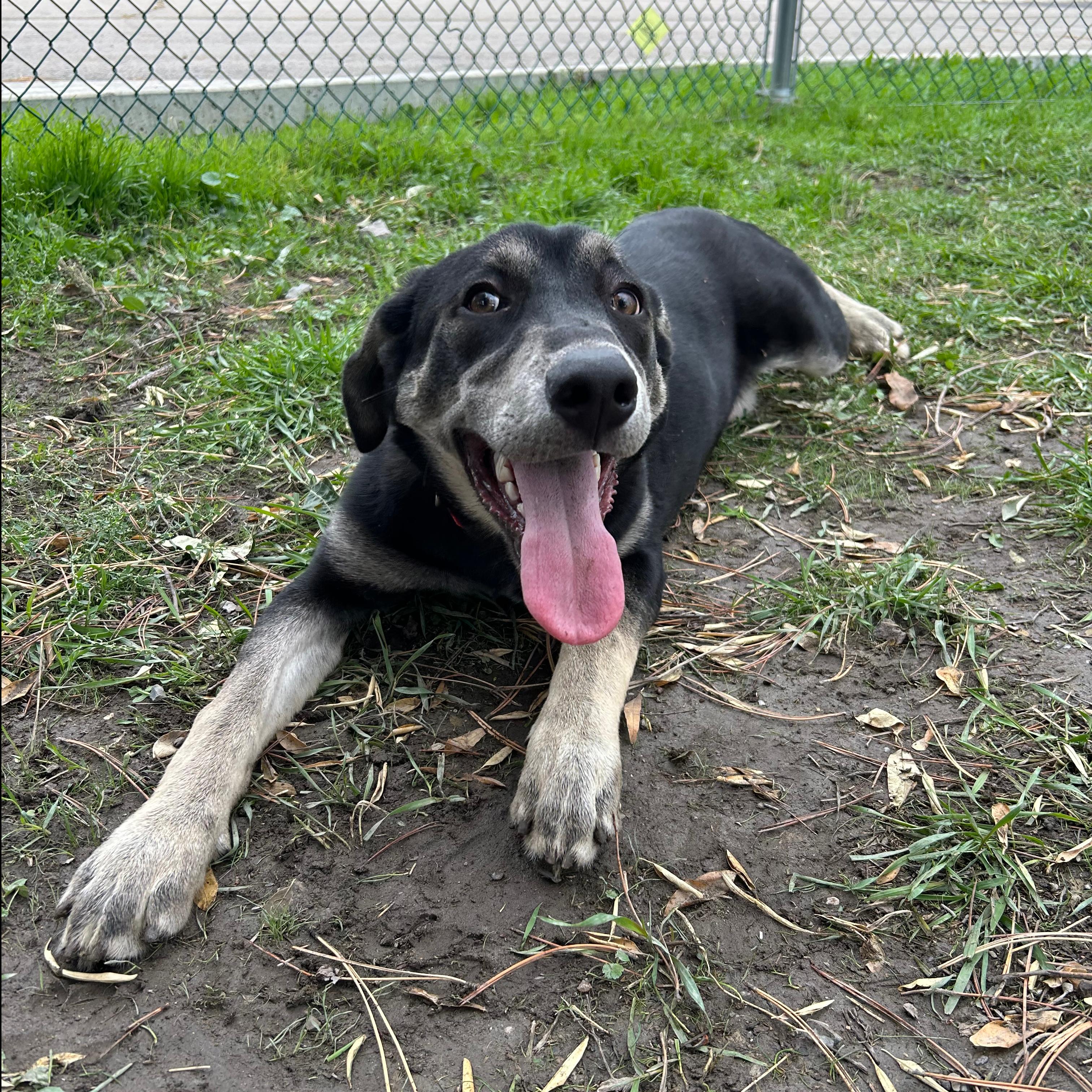 Enlarge Izzy, a Adoptable mixed breed in Lindon, UT image 5/5