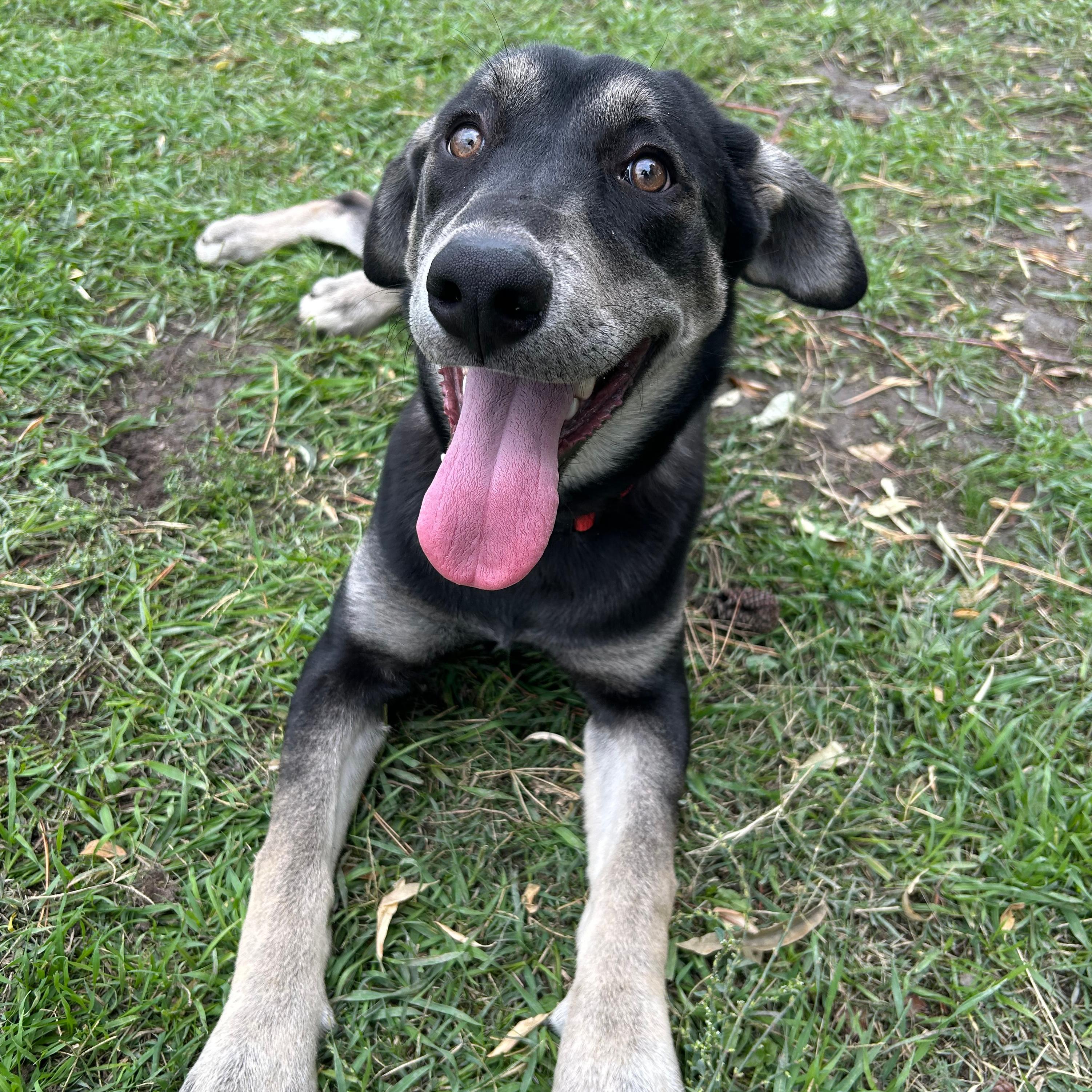 Enlarge Izzy, a Adoptable mixed breed in Lindon, UT image 3/5