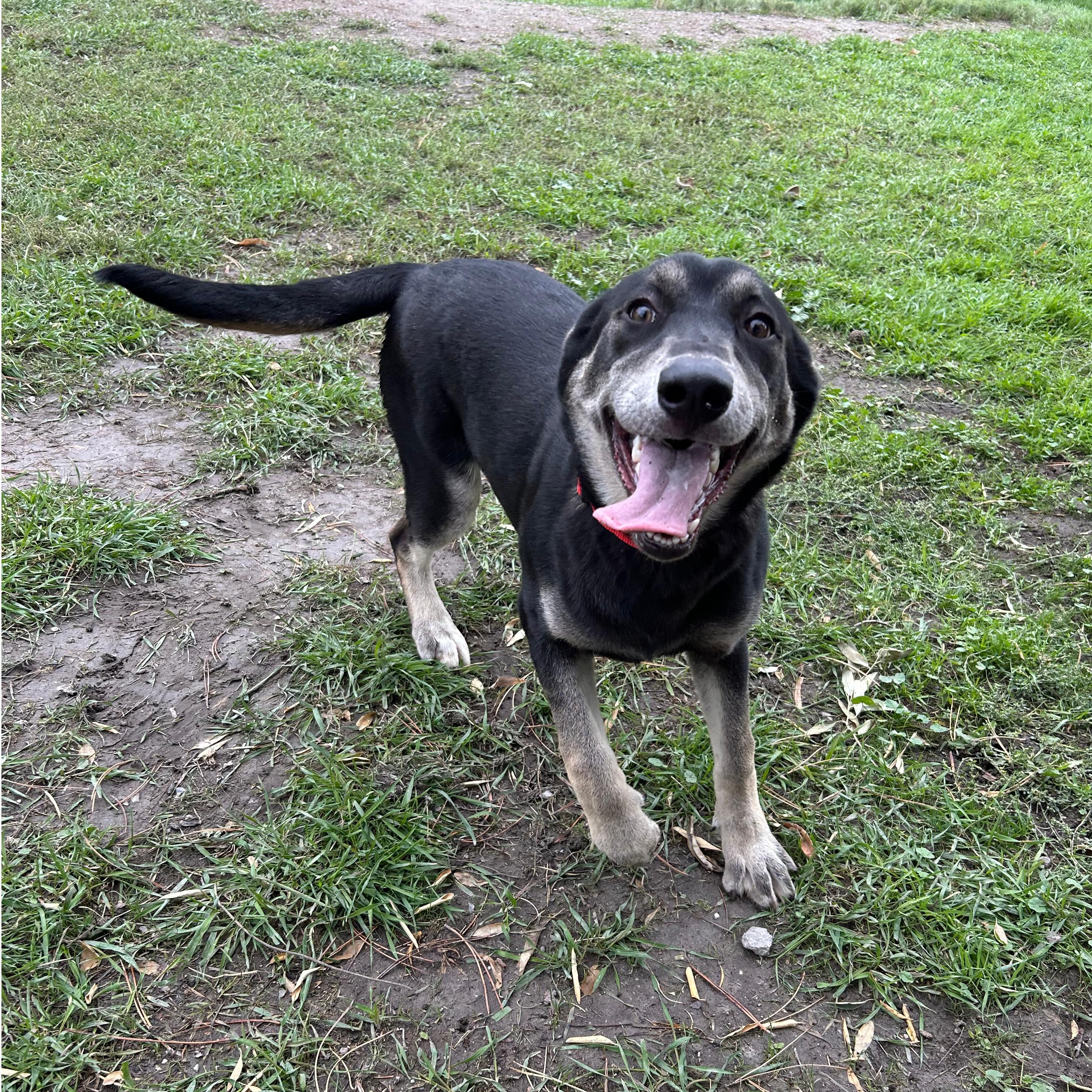 Enlarge Izzy, a Adoptable mixed breed in Lindon, UT image 1/5