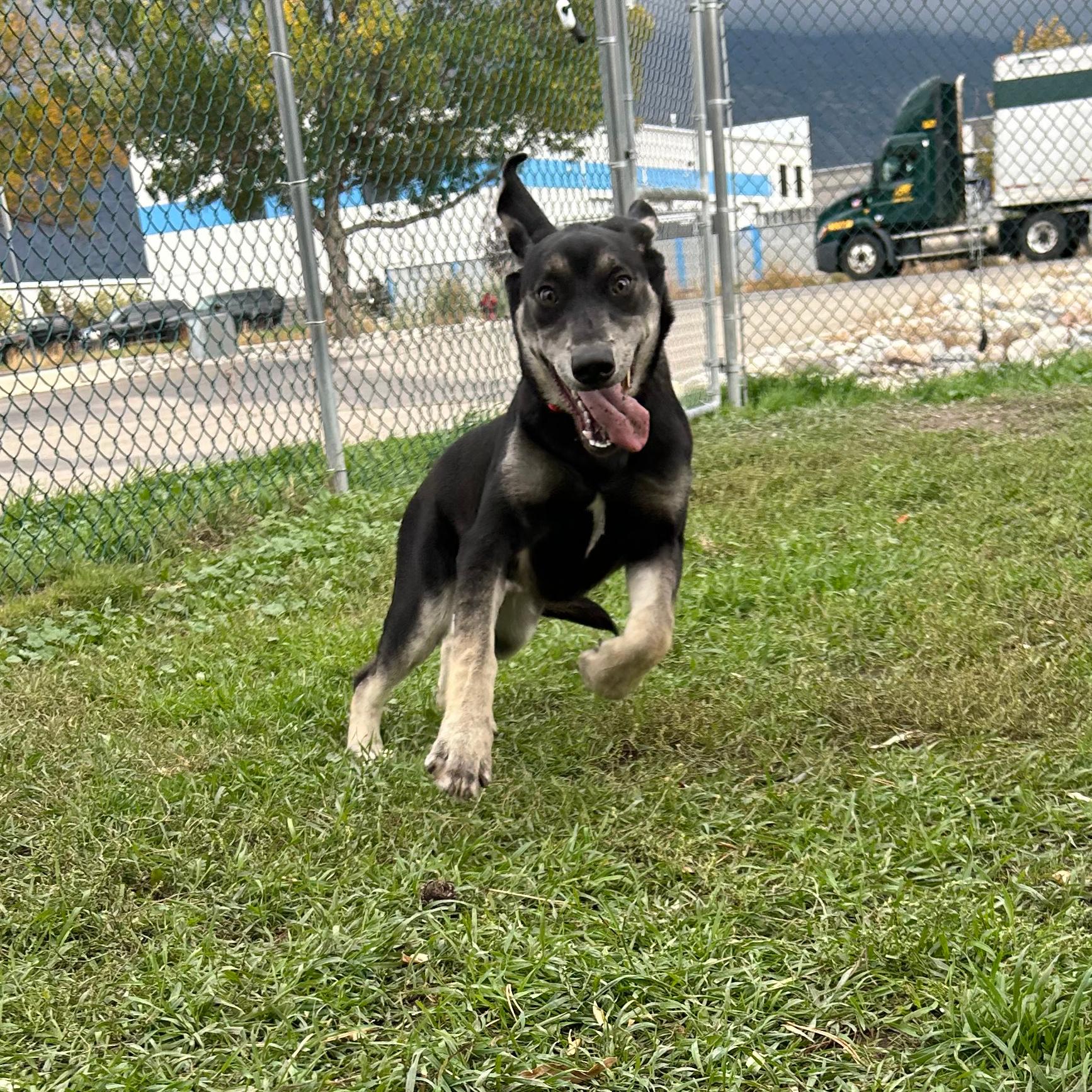 Enlarge Izzy, a Adoptable mixed breed in Lindon, UT image 2/5