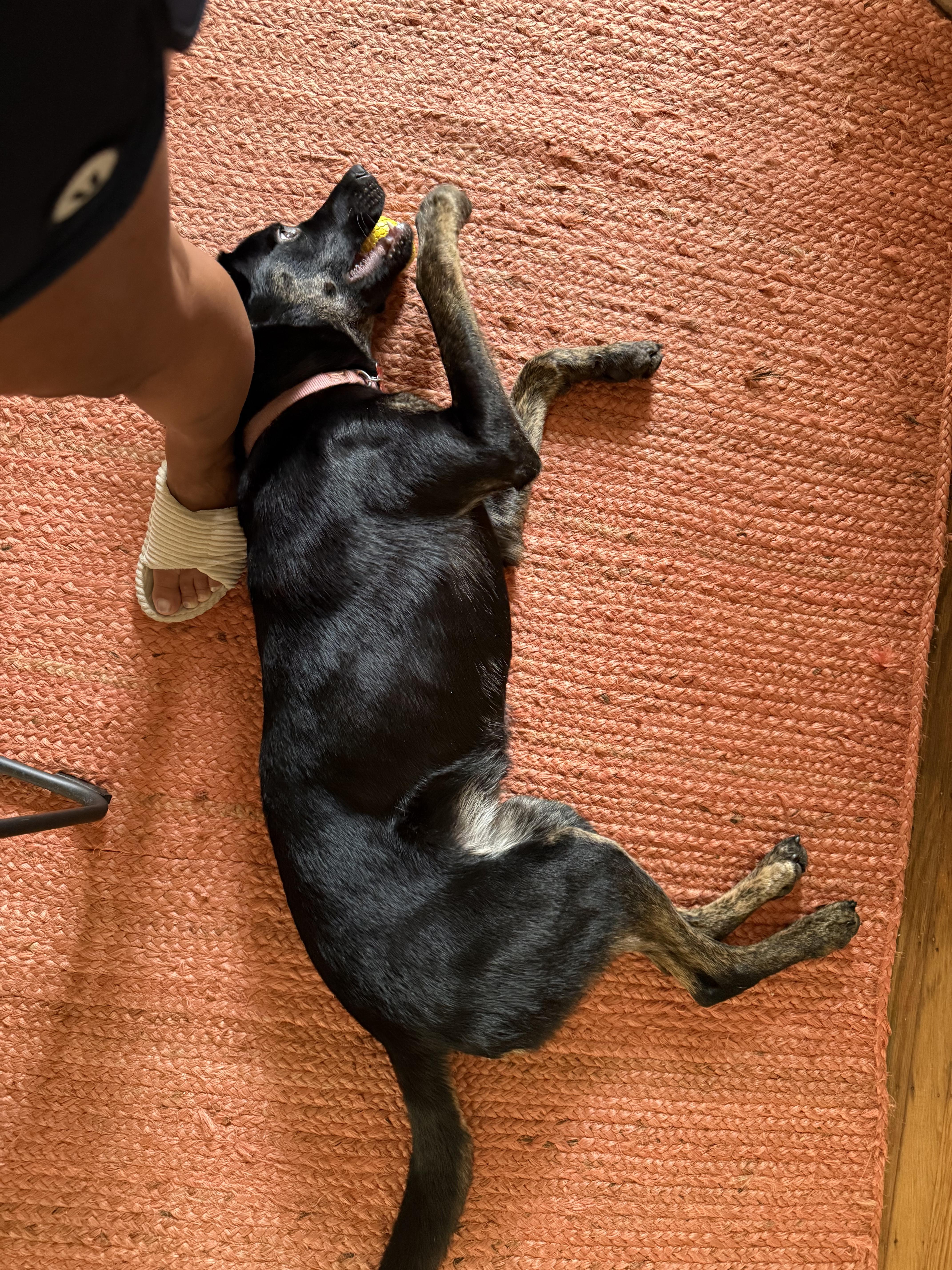 Enlarge Ava, a ADOPTABLE mixed breed in San Francisco, CA image 6/6