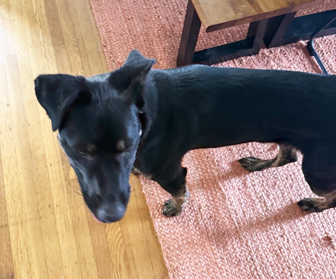 Enlarge Ava, a ADOPTABLE mixed breed in San Francisco, CA image 5/6