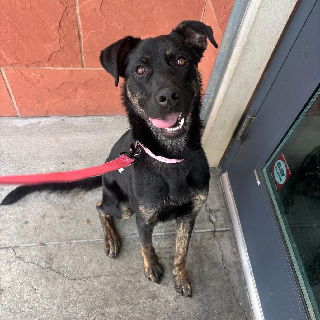 Enlarge Ava, a ADOPTABLE mixed breed in San Francisco, CA image 1/6