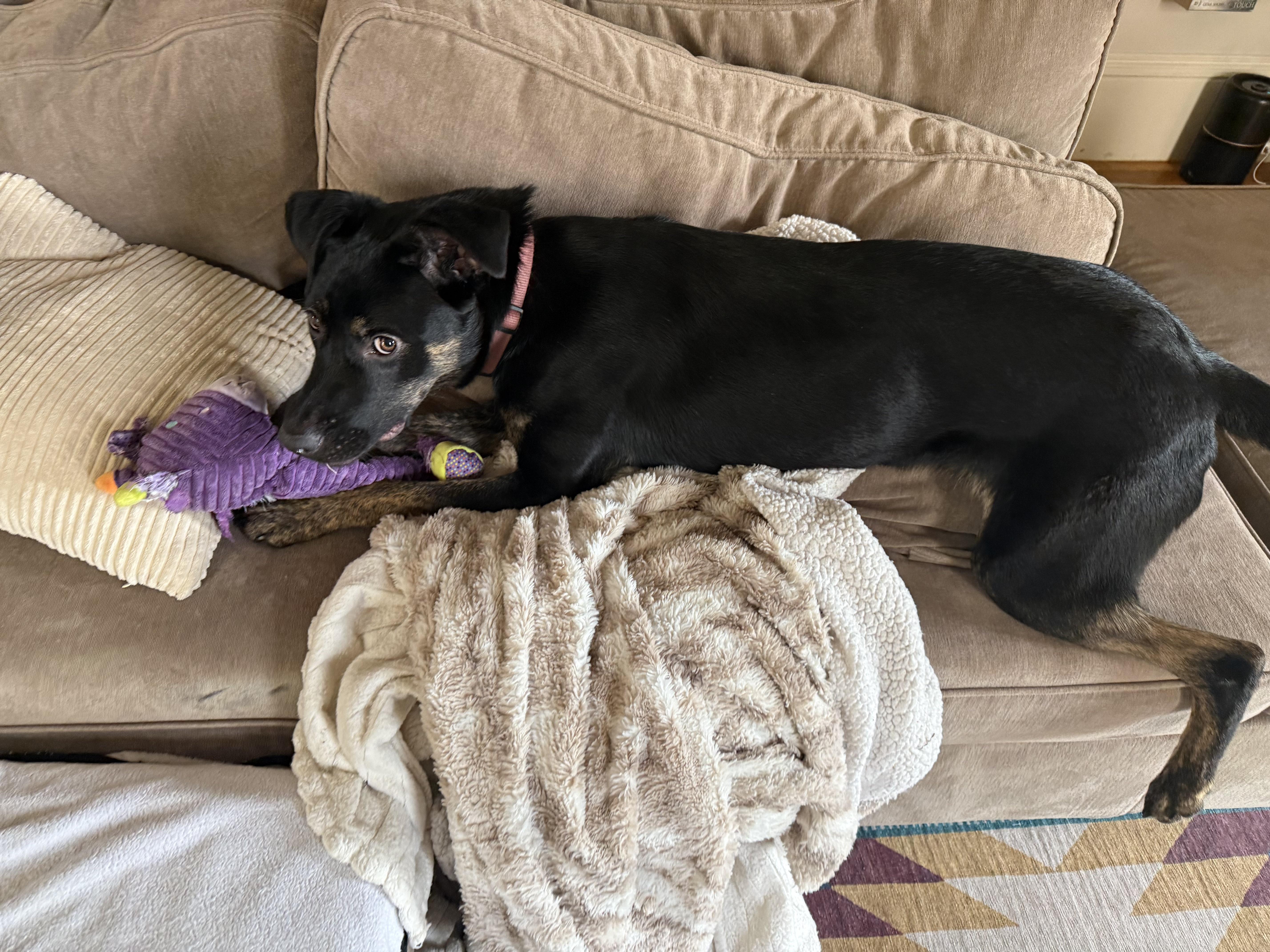 Enlarge Ava, a ADOPTABLE mixed breed in San Francisco, CA image 4/6