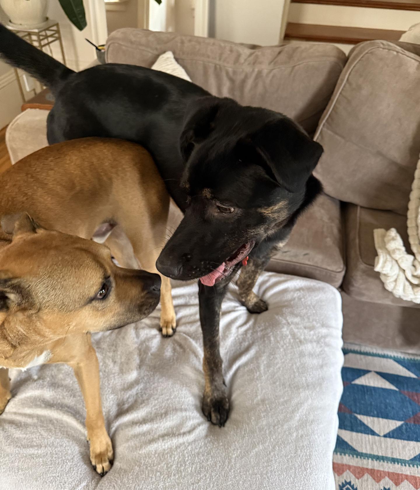 Enlarge Ava, a ADOPTABLE mixed breed in San Francisco, CA image 3/6