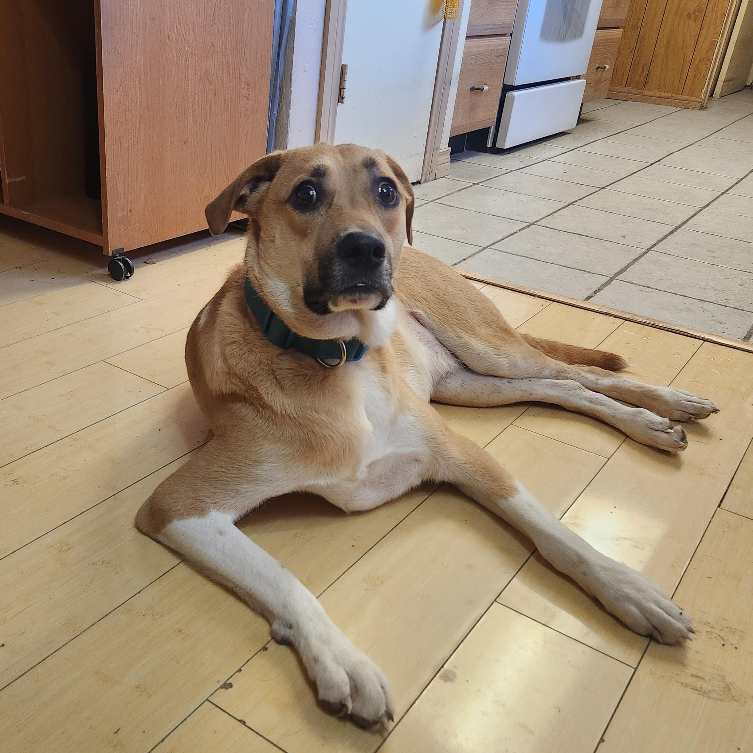 Enlarge Walnut (Wally), a Adoptable Mixed Breed in ROWLETT, TX image 5/6