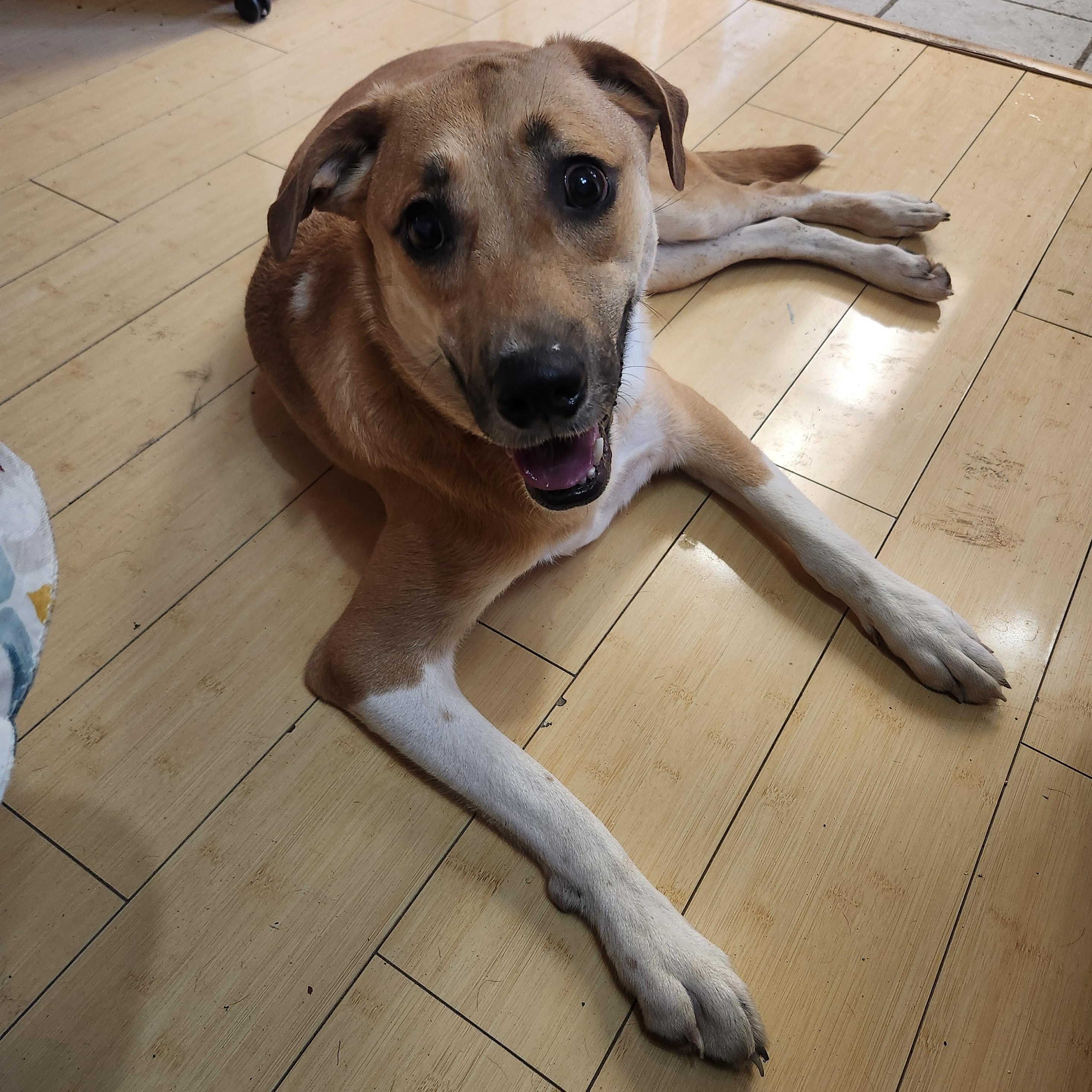 Enlarge Walnut (Wally), a Adoptable Mixed Breed in ROWLETT, TX image 2/6