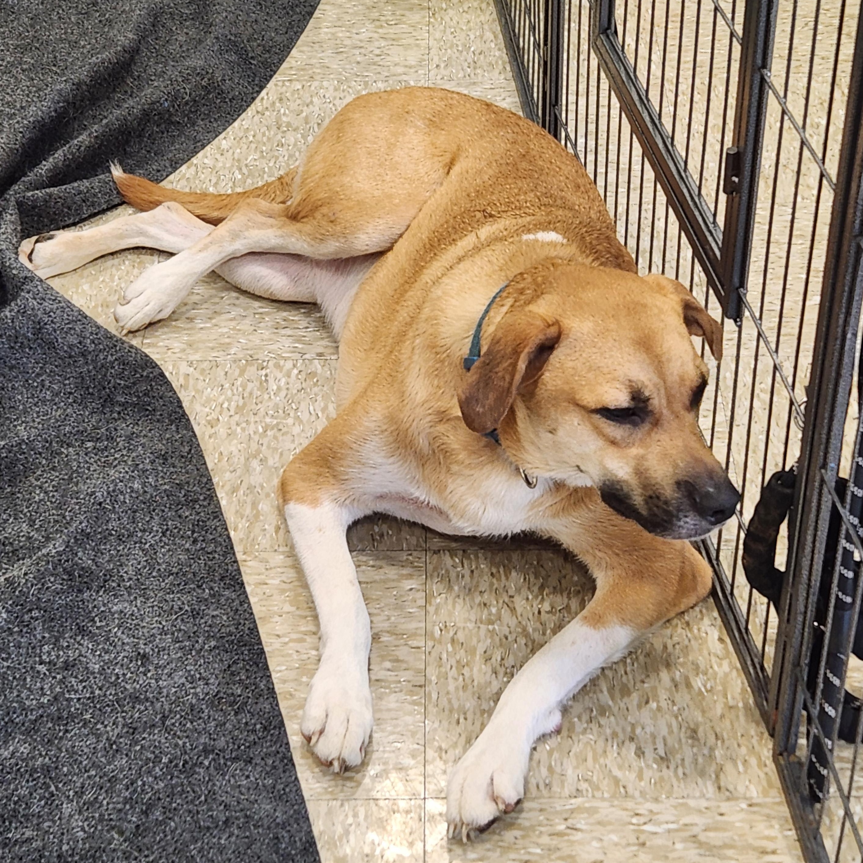 Enlarge Walnut (Wally), a Adoptable Mixed Breed in ROWLETT, TX image 1/6