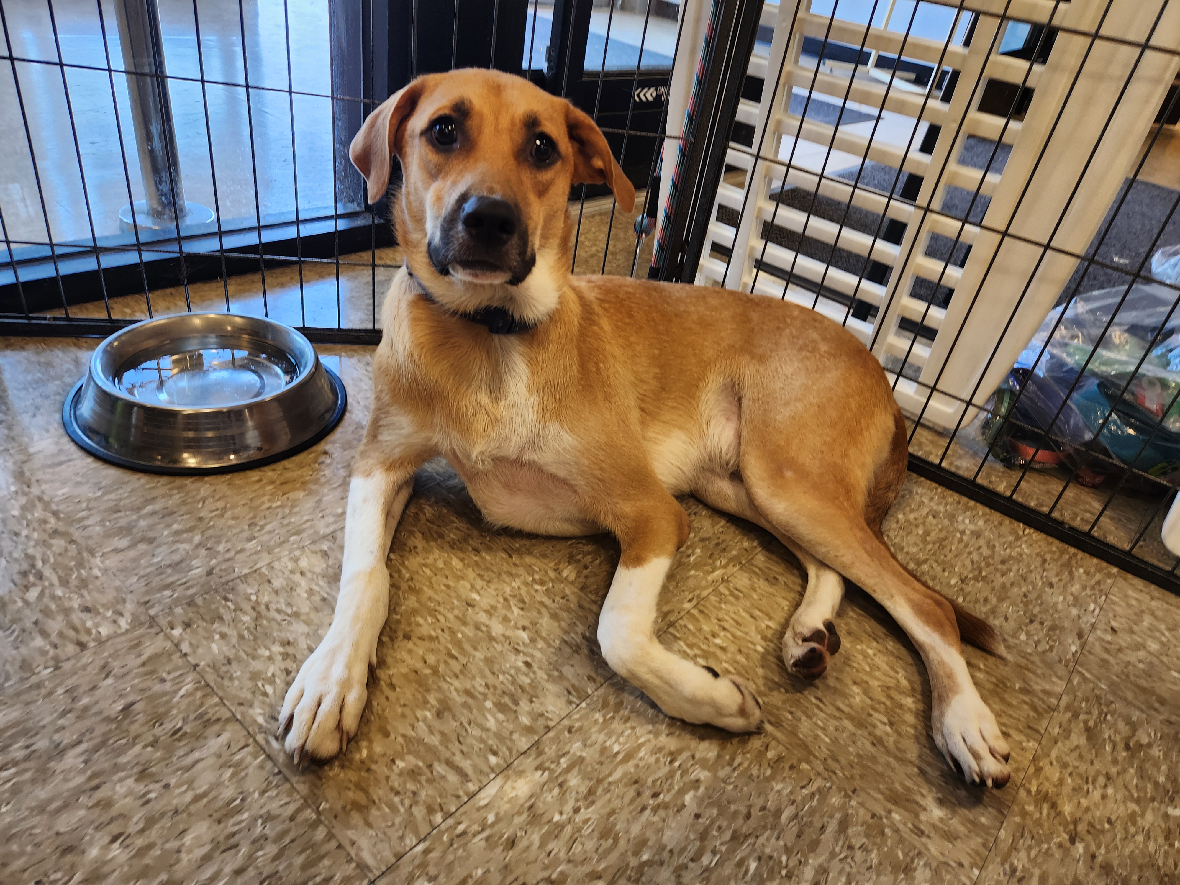 Enlarge Walnut (Wally), a Adoptable Mixed Breed in ROWLETT, TX image 4/6