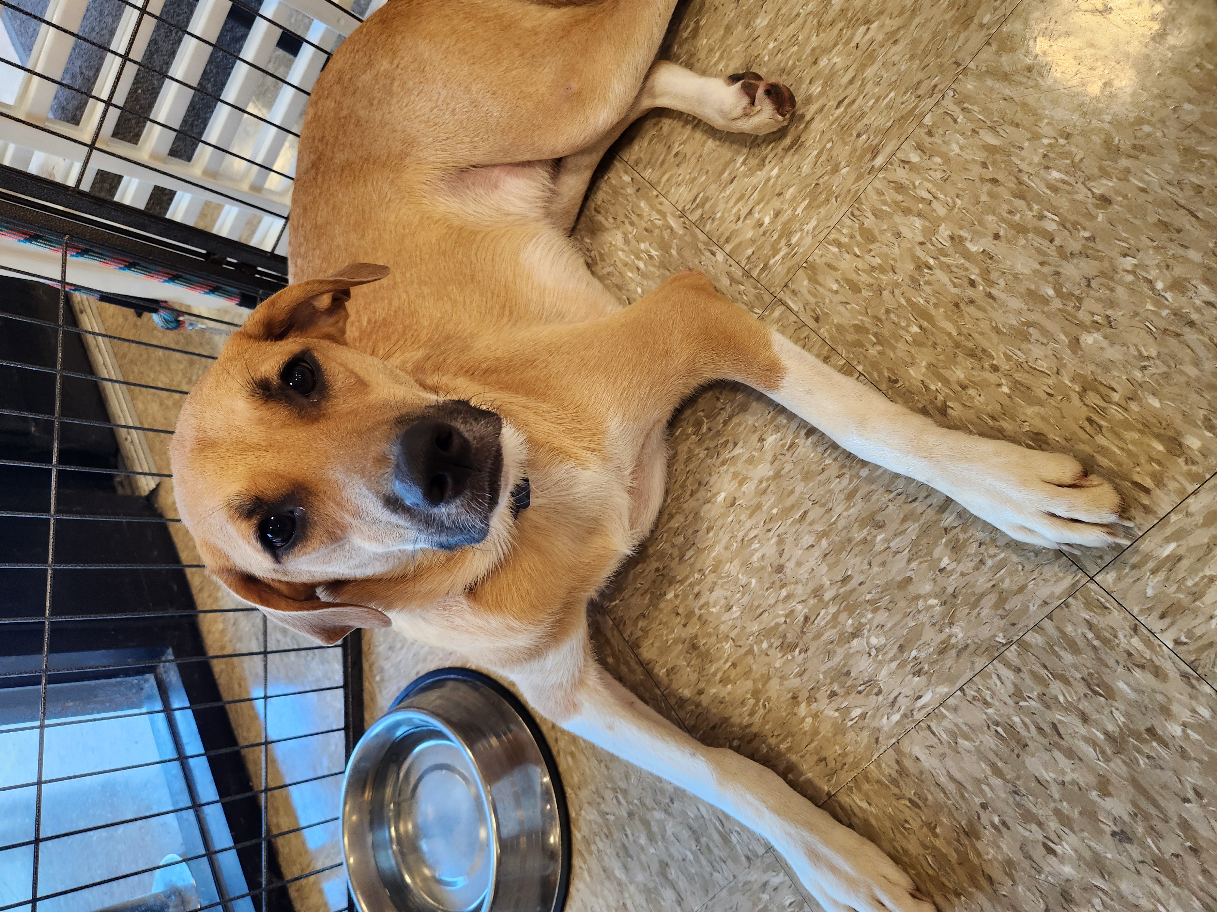 Enlarge Walnut (Wally), a Adoptable Mixed Breed in ROWLETT, TX image 3/6