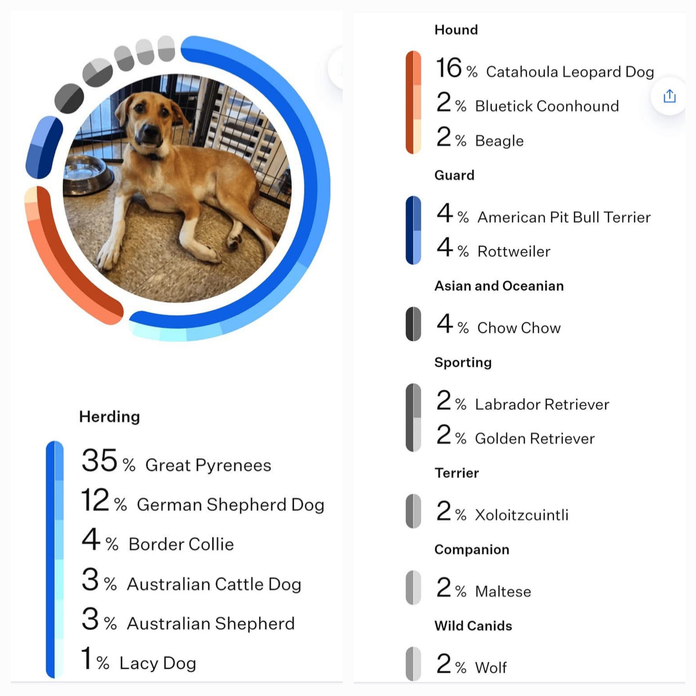 Enlarge Walnut (Wally), a Adoptable Mixed Breed in ROWLETT, TX image 6/6