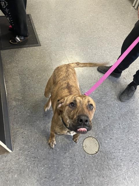 BELLA, Adoptable, Young Female Pit Bull Terrier.