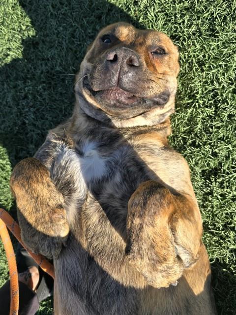 BELLA, Adoptable, Young Female Pit Bull Terrier.