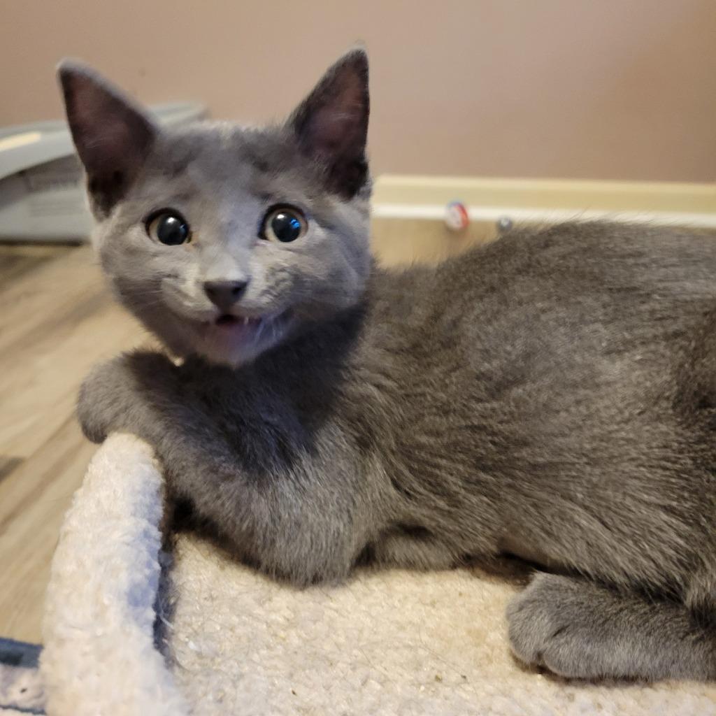 Ophelia, Adopted, Kitten Female Domestic Short Hair.