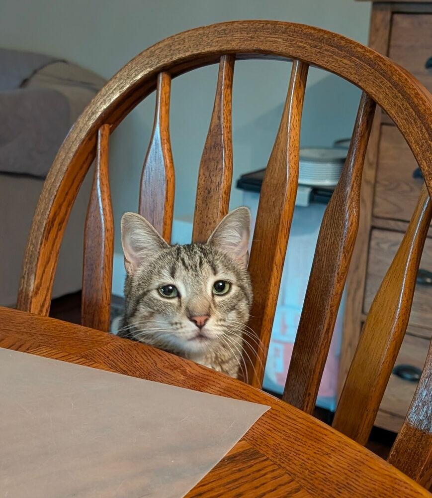 Gwen, a Adoptable Domestic Short Hair in Dayton, OH image 1/5