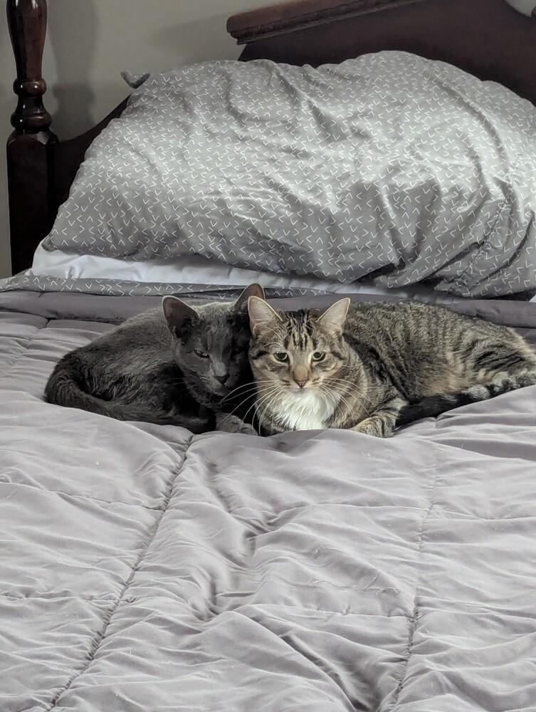 Gwen, Adoptable, Adult Female Domestic Short Hair.