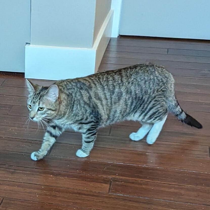 Enlarge Gwen, a Adoptable Domestic Short Hair in Dayton, OH image 2/6