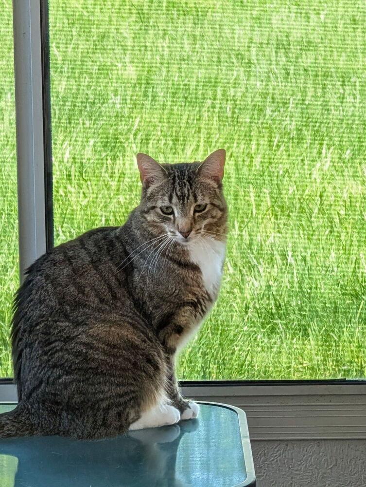 Gwen, a Adoptable Domestic Short Hair in Dayton, OH image 3/6