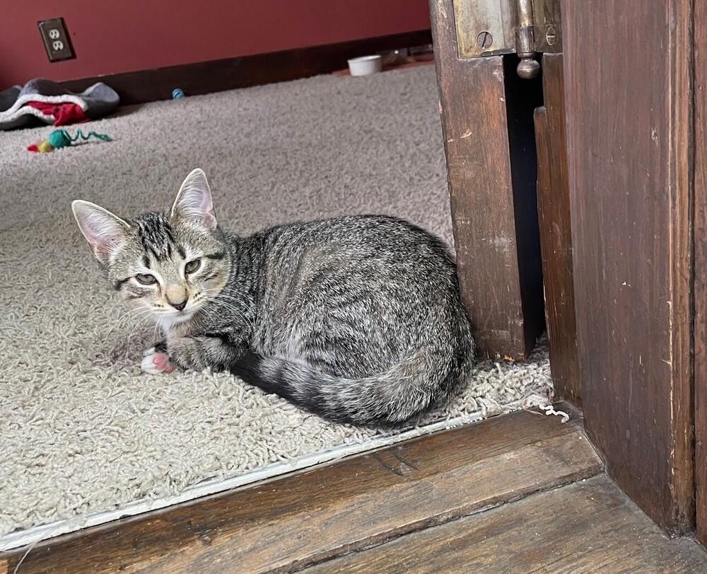 Enlarge Gwen, a Adoptable Domestic Short Hair in Dayton, OH image 3/6