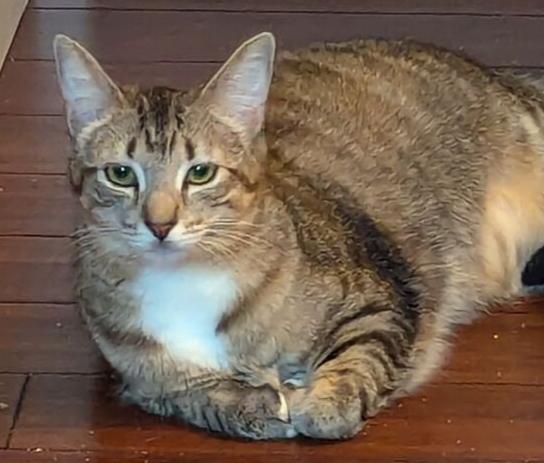 Enlarge Gwen, a Adoptable Domestic Short Hair in Dayton, OH image 4/6