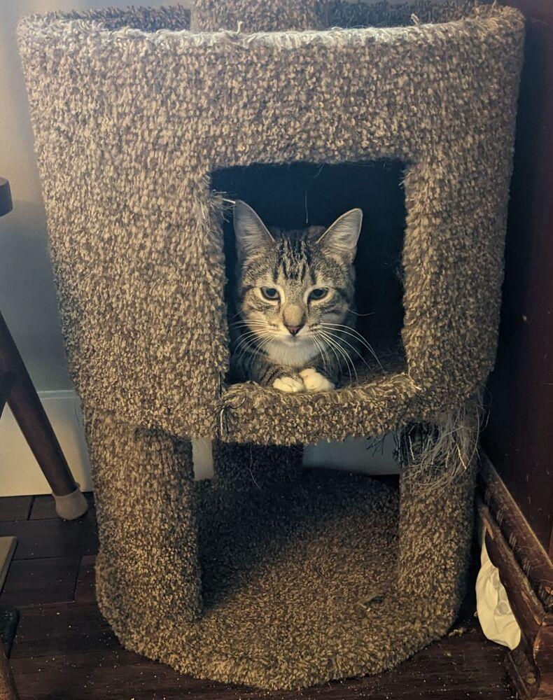 Enlarge Gwen, a Adoptable Domestic Short Hair in Dayton, OH image 5/6