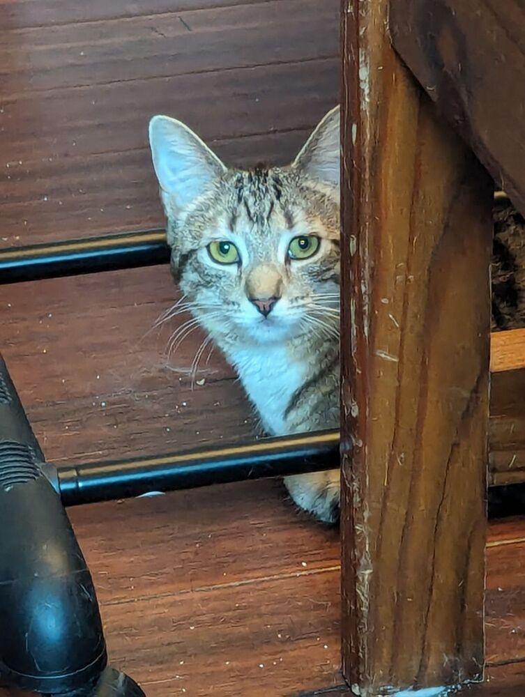 Enlarge Gwen, a Adoptable Domestic Short Hair in Dayton, OH image 6/6