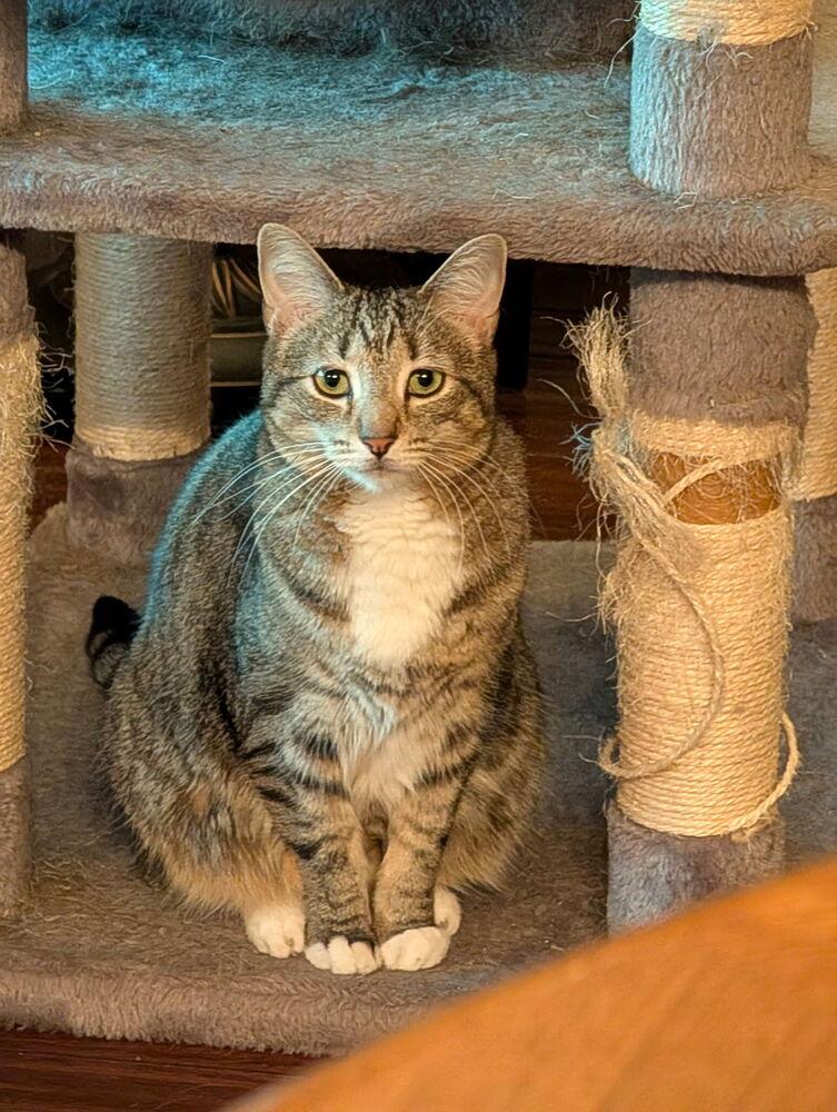Gwen, a Adoptable Domestic Short Hair in Dayton, OH image 4/5