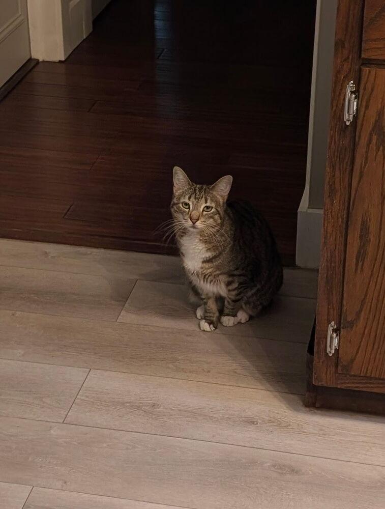 Gwen, a Adoptable Domestic Short Hair in Dayton, OH image 5/5