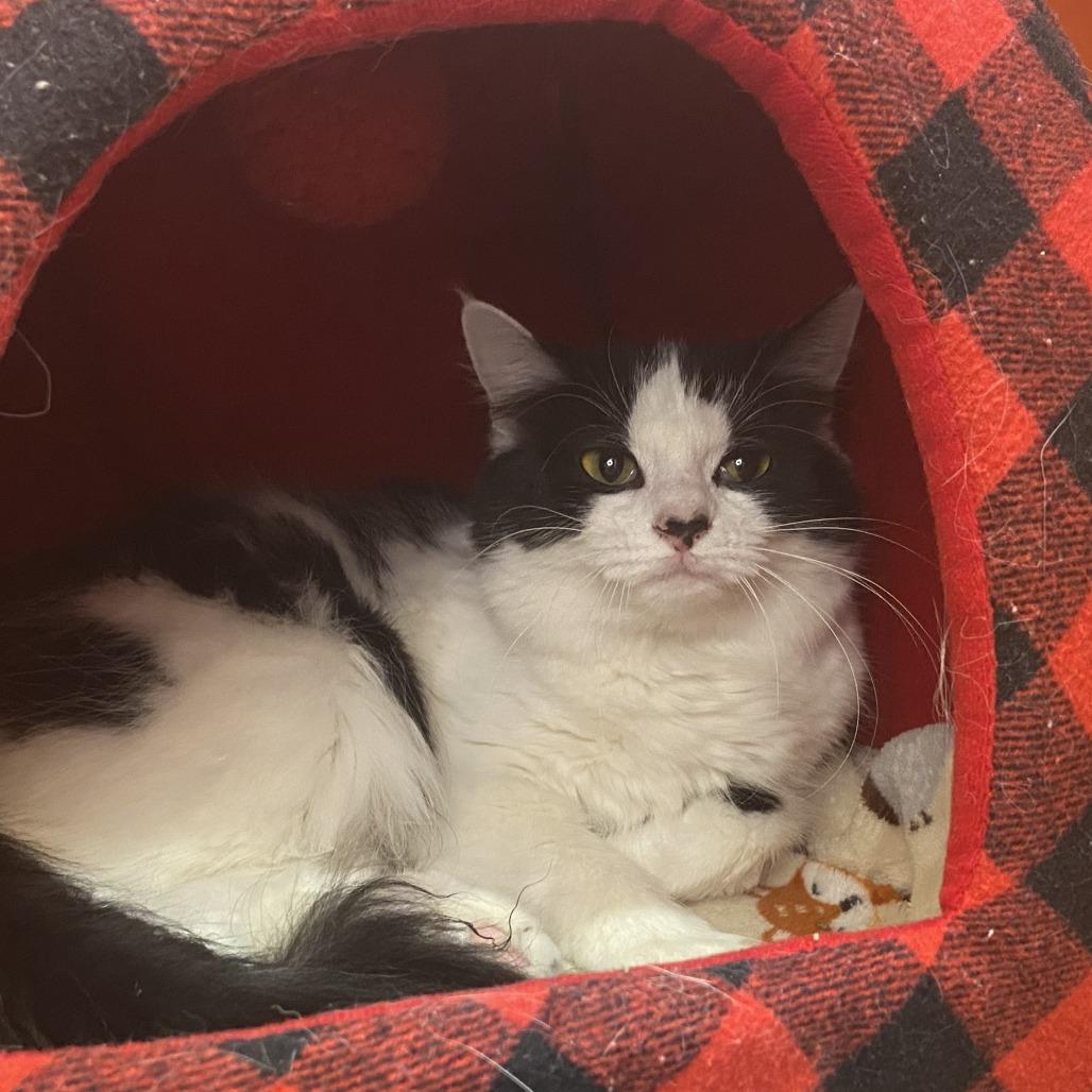 Enlarge Floofy, a Adoptable Domestic Long Hair in Washington Township, OH image 1/2