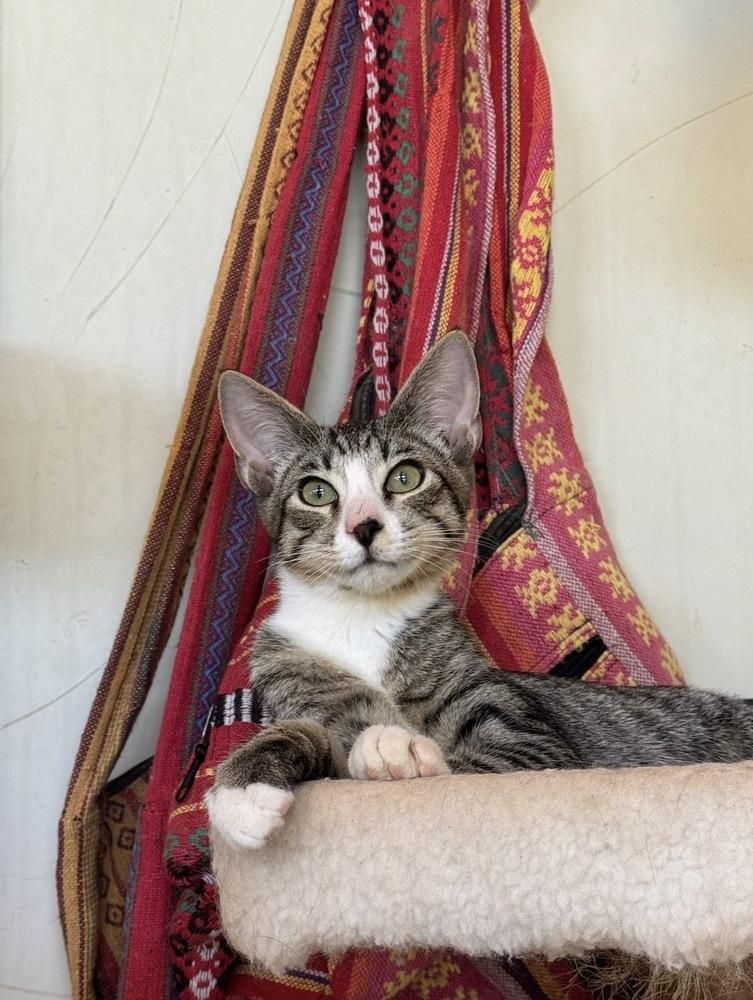 Moggy, Adoptable, Kitten Male Domestic Short Hair.