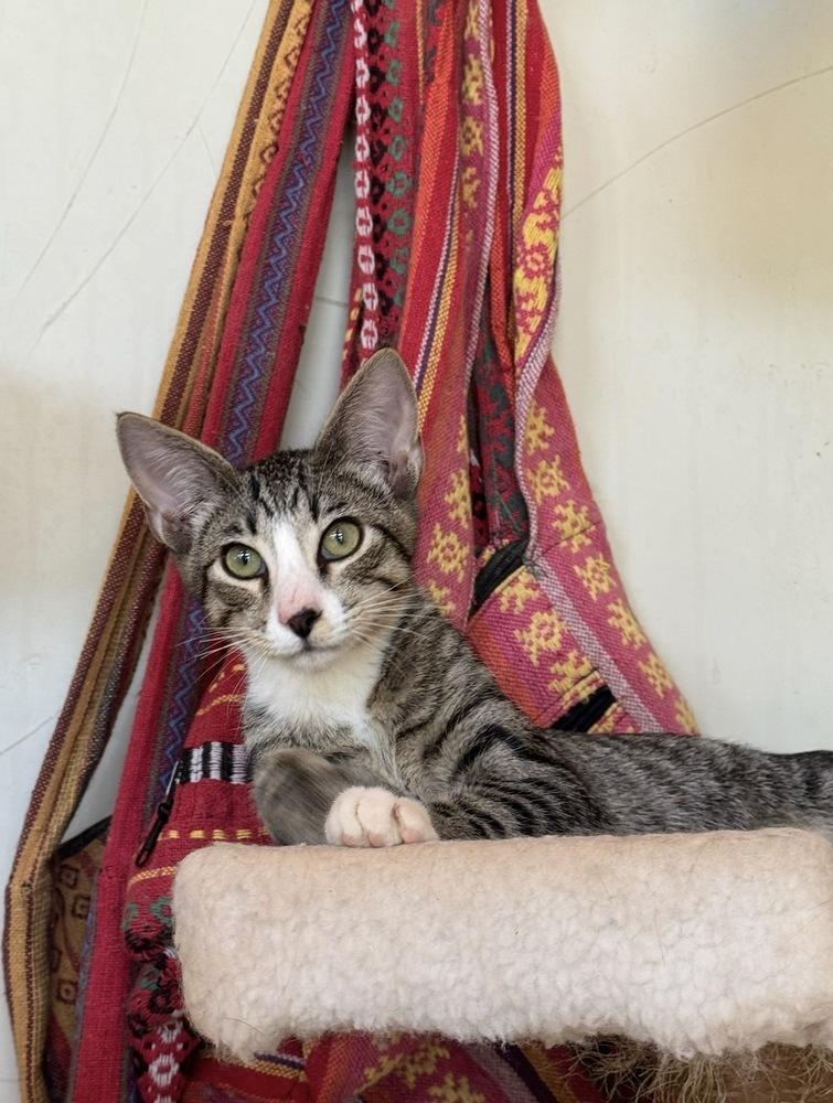 Enlarge Moggy, a Adoptable Domestic Short Hair in Tucson, AZ image 2/2