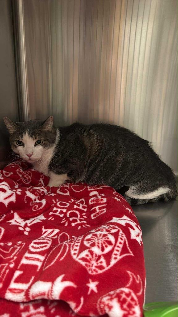 Basil, Adoptable, Adult Male Domestic Short Hair.