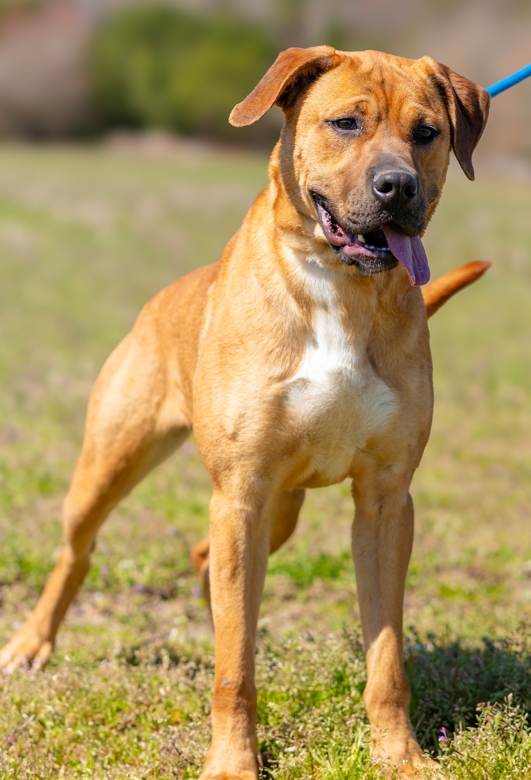 Enlarge Jada, a Adoptable mixed breed image 4/6