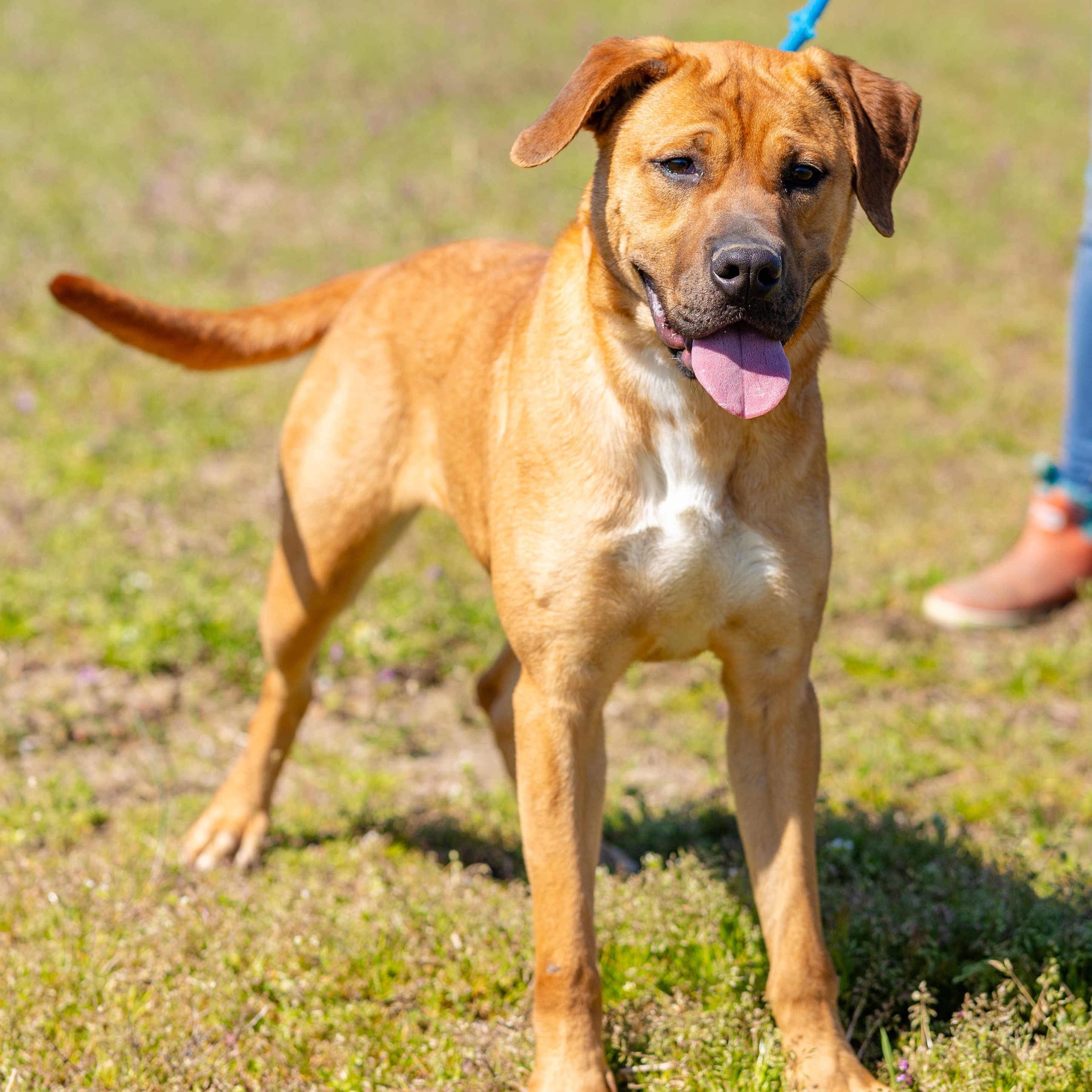 Enlarge Jada, a Adoptable mixed breed image 1/6