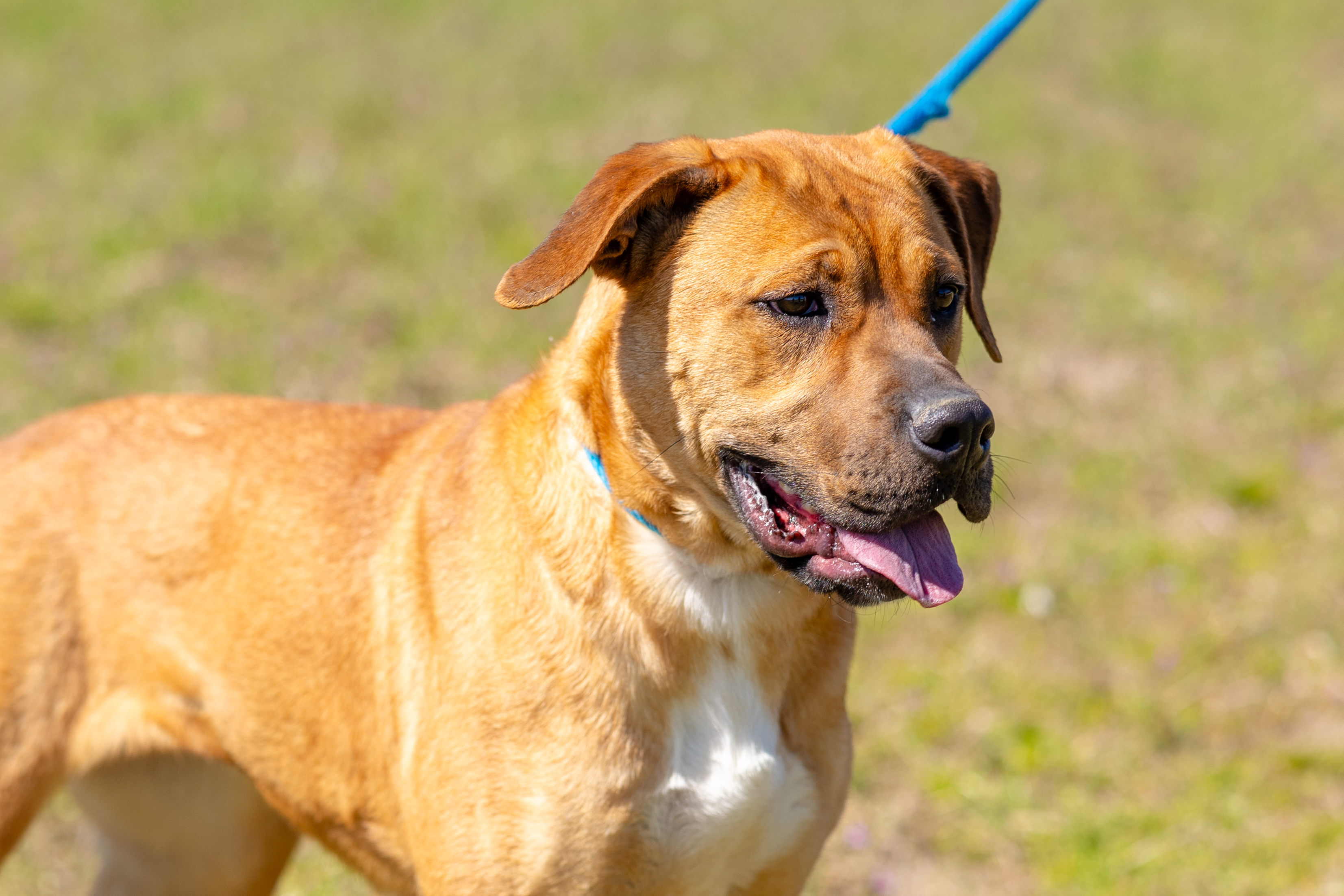 Enlarge Jada, a Adoptable mixed breed image 3/6