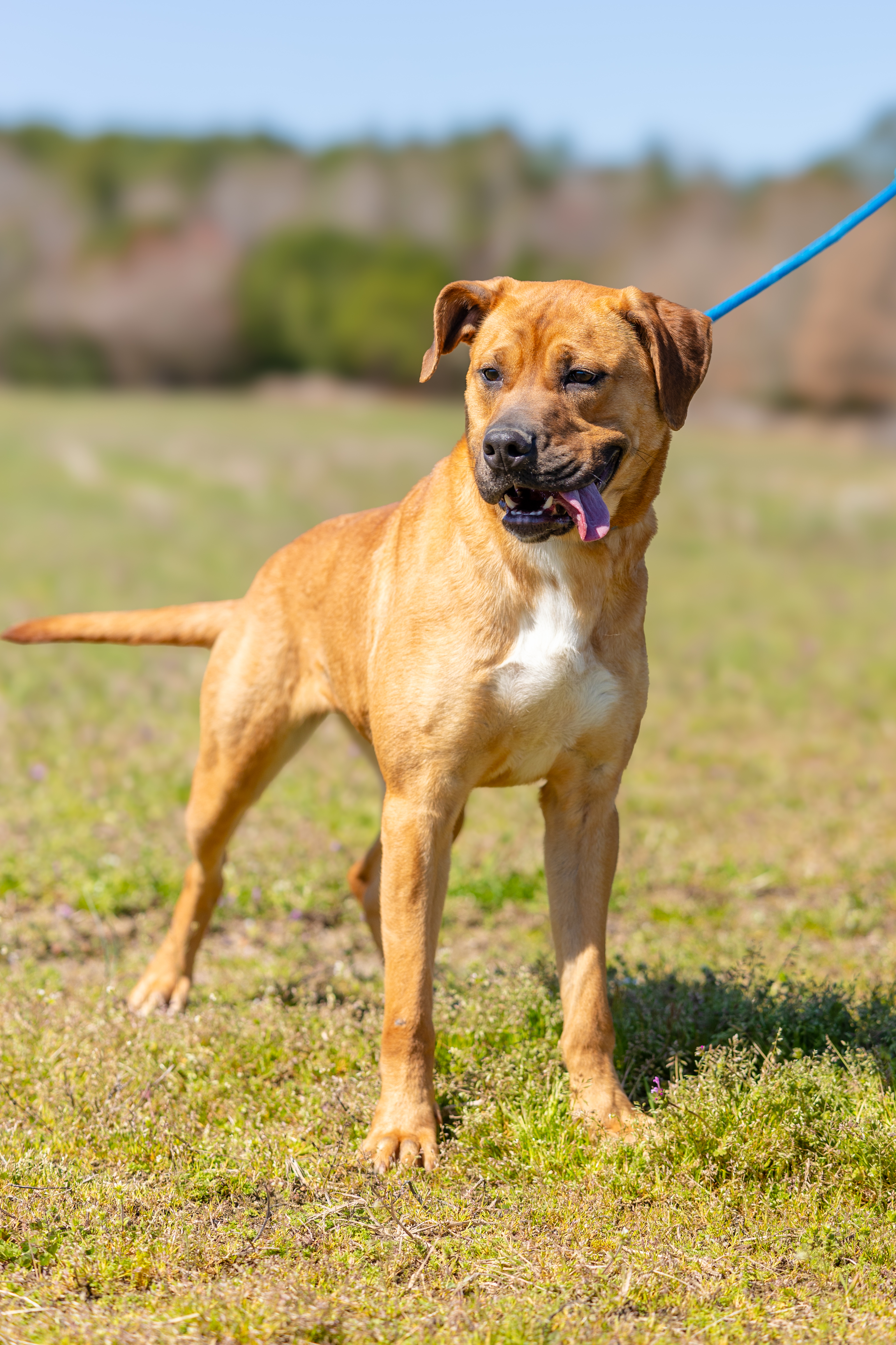 Enlarge Jada, a Adoptable mixed breed image 2/6