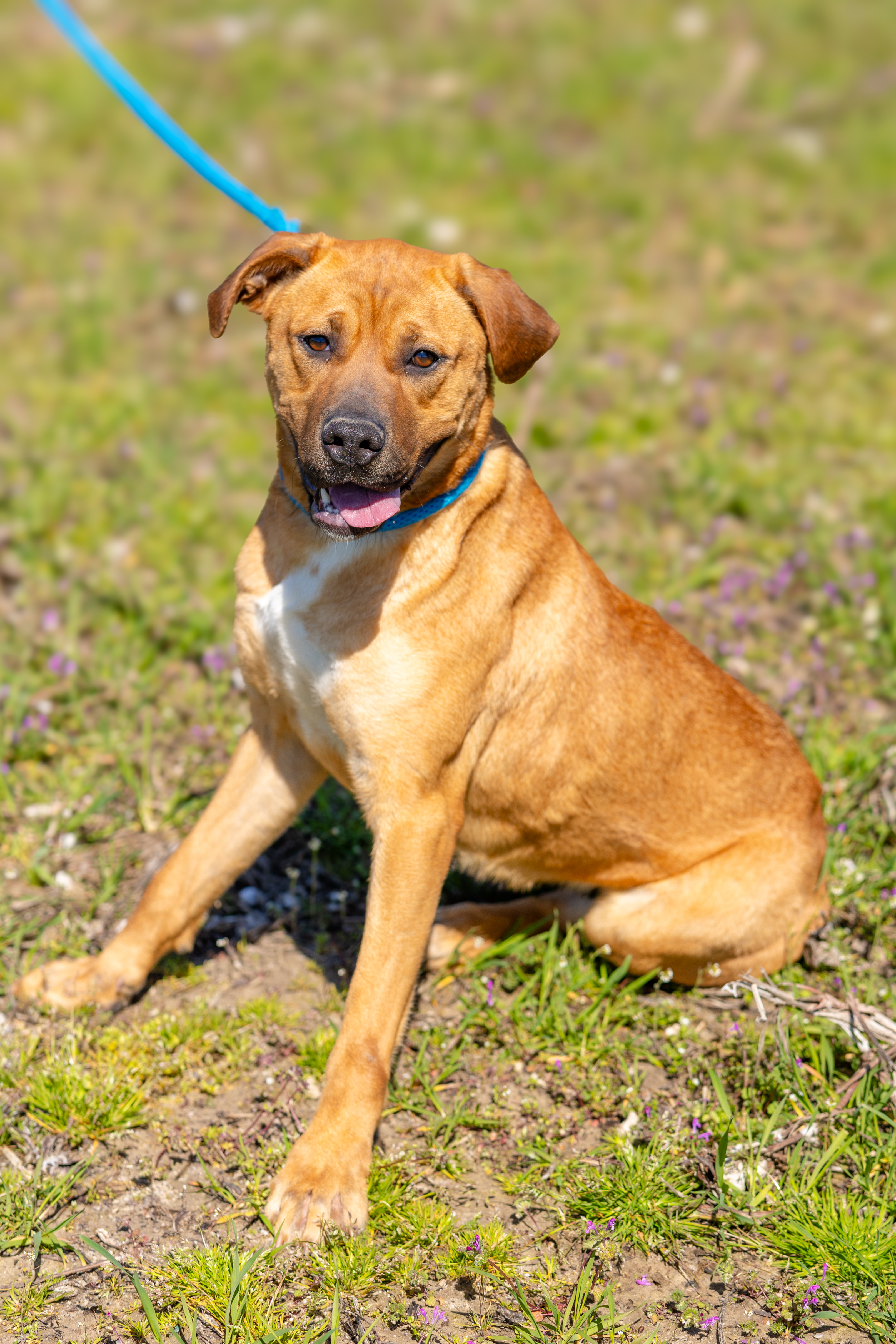Enlarge Jada, a Adoptable mixed breed image 5/6