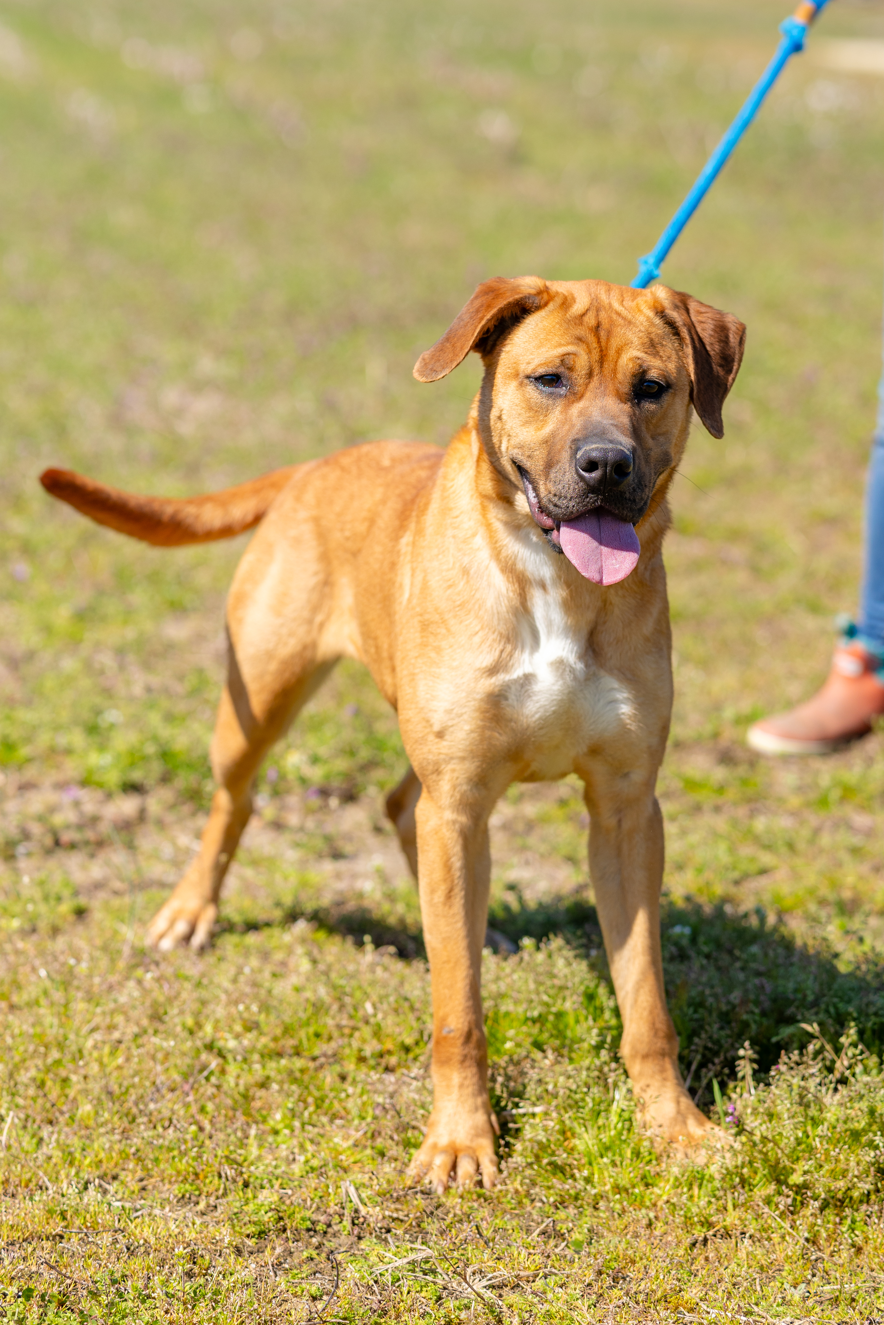 Enlarge Jada, a Adoptable mixed breed image 6/6