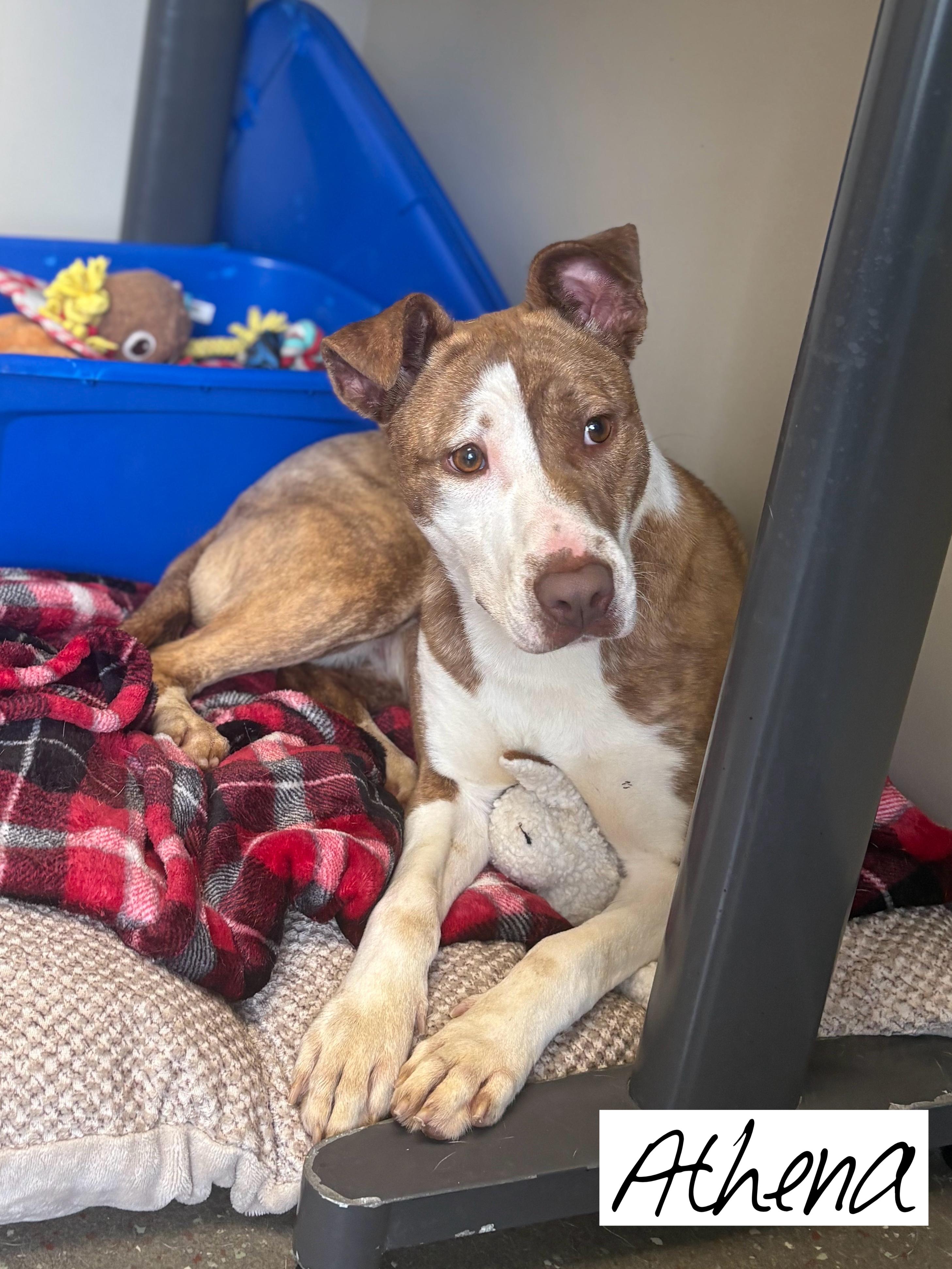 Athena, Young Female Terrier