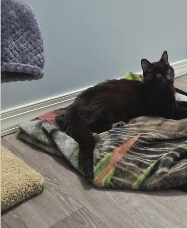 Ichabod Crane — thumbnail 2