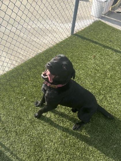Bates(HW+), Adoptable, Young Male Labrador Retriever & Mixed Breed.