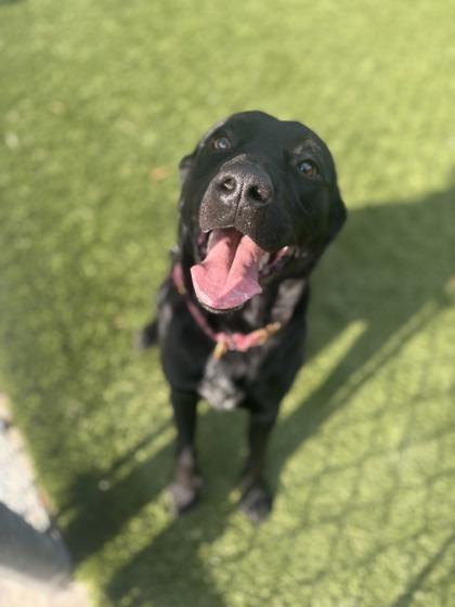 Bates(HW+), a Adoptable mixed breed in Conway, SC image 1/3